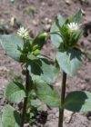 Einzelbild 7 Gewöhnliche Vogelmiere - Stellaria media