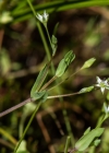Einzelbild 8 Moor-Sternmiere - Stellaria alsine
