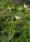 Einzelbild 7 Gras-Sternmiere - Stellaria graminea