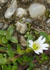 Einzelbild 5 Dreigriffliges Hornkraut - Cerastium cerastoides