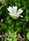Einzelbild 6 Dreigriffliges Hornkraut - Cerastium cerastoides