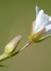 Einzelbild 7 Dreigriffliges Hornkraut - Cerastium cerastoides