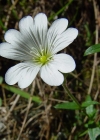 Einzelbild 4 Acker-Hornkraut - Cerastium arvense