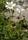 Einzelbild 7 Acker-Hornkraut - Cerastium arvense