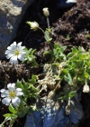 Einzelbild 3 Einblütiges Hornkraut - Cerastium uniflorum