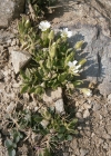 Einzelbild 4 Einblütiges Hornkraut - Cerastium uniflorum