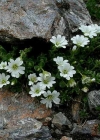 Einzelbild 6 Langstieliges Hornkraut - Cerastium pedunculatum