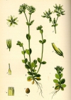 Einzelbild 7 Knäuel-Hornkraut - Cerastium glomeratum