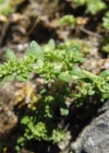 Einzelbild 5 Kahles Bruchkraut - Herniaria glabra