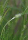 Einzelbild 5 Kornrade - Agrostemma githago