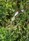 Einzelbild 6 Kornrade - Agrostemma githago