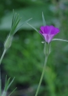 Einzelbild 7 Kornrade - Agrostemma githago