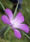 Einzelbild 8 Kornrade - Agrostemma githago
