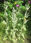 Einzelbild 5 Kron-Lichtnelke - Silene coronaria