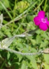 Einzelbild 7 Kron-Lichtnelke - Silene coronaria