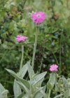 Einzelbild 4 Jupiter-Lichtnelke - Silene flos-jovis