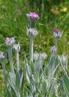 Einzelbild 5 Jupiter-Lichtnelke - Silene flos-jovis