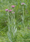 Einzelbild 6 Jupiter-Lichtnelke - Silene flos-jovis