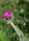 Einzelbild 7 Jupiter-Lichtnelke - Silene flos-jovis