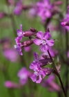 Einzelbild 5 Gemeine Pechnelke - Silene viscaria