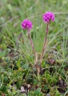 Einzelbild 6 Alpen-Pechnelke - Silene suecica