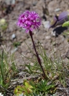 Einzelbild 7 Alpen-Pechnelke - Silene suecica