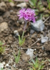 Einzelbild 8 Alpen-Pechnelke - Silene suecica