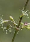 Einzelbild 7 Öhrchen-Leimkraut - Silene otites