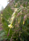 Einzelbild 6 Nickendes Leimkraut - Silene nutans