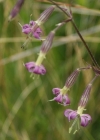 Einzelbild 8 Nickendes Leimkraut - Silene nutans