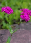 Einzelbild 5 Nelken-Leimkraut - Silene armeria