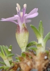 Einzelbild 4 Silikat-Polsternelke - Silene exscapa