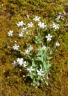 Einzelbild 5 Felsen-Leimkraut - Silene rupestris