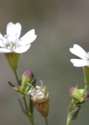 Einzelbild 7 Felsen-Leimkraut - Silene rupestris
