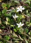 Einzelbild 8 Felsen-Leimkraut - Silene rupestris