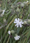 Einzelbild 5 Weisse Waldnelke - Silene pratensis
