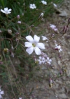 Einzelbild 5 Kriechendes Gipskraut - Gypsophila repens