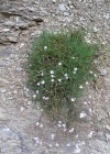 Einzelbild 6 Kriechendes Gipskraut - Gypsophila repens