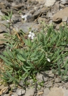 Einzelbild 8 Kriechendes Gipskraut - Gypsophila repens