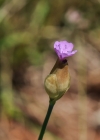 Einzelbild 7 Sprossende Felsennelke - Petrorhagia prolifera
