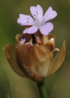 Einzelbild 8 Sprossende Felsennelke - Petrorhagia prolifera