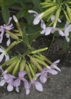 Einzelbild 5 Echtes Seifenkraut - Saponaria officinalis