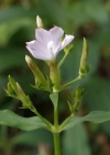 Einzelbild 7 Echtes Seifenkraut - Saponaria officinalis