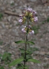 Einzelbild 8 Echtes Seifenkraut - Saponaria officinalis