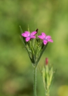 Einzelbild 7 Raue Nelke - Dianthus armeria