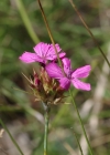 Einzelbild 6 Kartäuser-Nelke - Dianthus carthusianorum