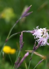 Einzelbild 8 Pracht-Nelke - Dianthus superbus