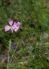 Einzelbild 6 Stein-Nelke - Dianthus sylvestris
