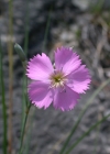 Einzelbild 7 Stein-Nelke - Dianthus sylvestris