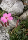Einzelbild 8 Stein-Nelke - Dianthus sylvestris
